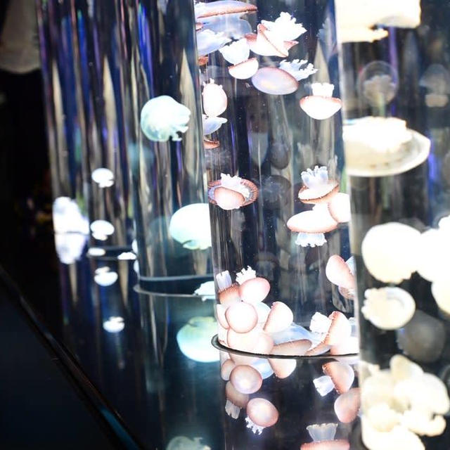 加茂水族館のクラゲ