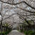 桜のトンネル#最近撮った写真は
