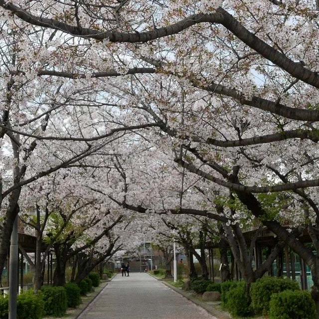 桜のトンネル#最近撮った写真は