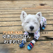 【キャンプ飯】ごはん忘れた！？アレルギー持ち犬ゆきちの、手作りごはん奮闘記【車中泊ごはん】