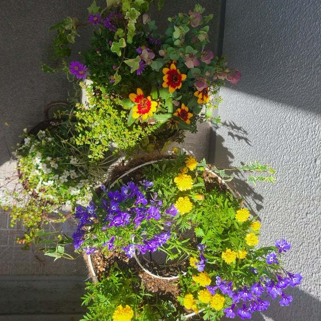 連休の過ごし方　～寄せ植え&ジム～