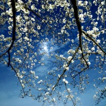 お花見☆