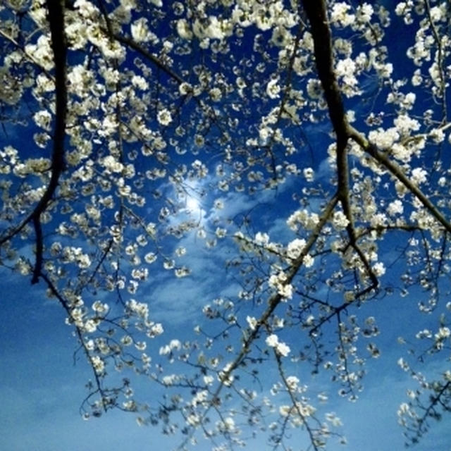 お花見☆