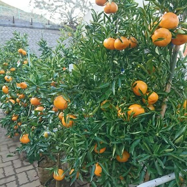 新しいみかんの木を植えます！