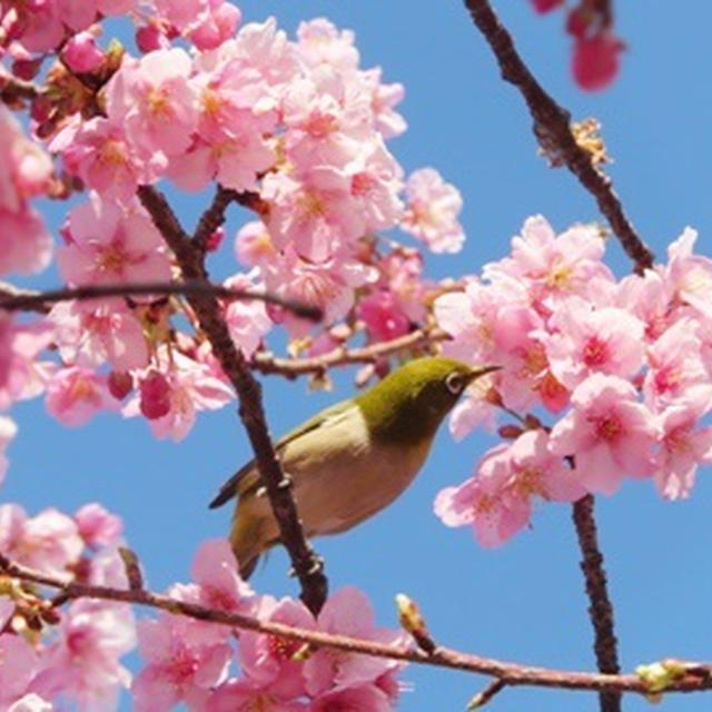 【お花見2021】春の訪れ♪河津桜とメジロ&伸びた桜の枝をいただきました