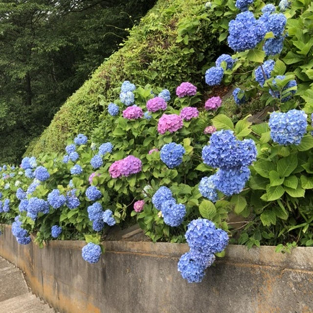 【池上】養源寺　紫陽花ロード