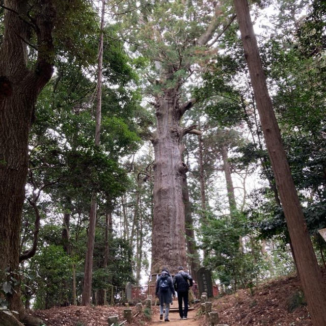 東日本一の大杉（御神木）はパワースポットとして人気☆麻賀多神社