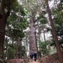東日本一の大杉（御神木）はパワースポットとして人気☆麻賀多神社