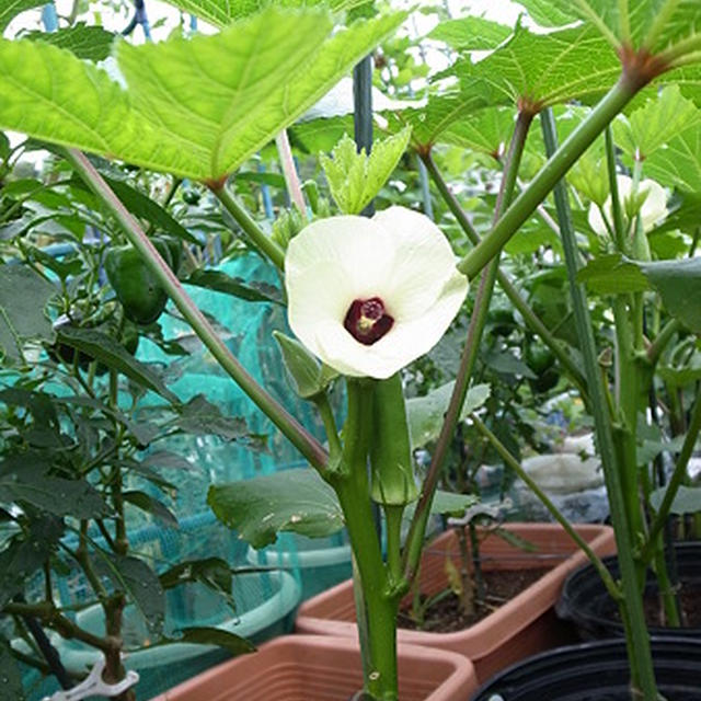 アオイ科の野菜☆ 