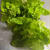 幻の野菜を食す