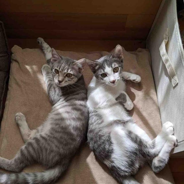 子猫を受け入れる時に用意したもの