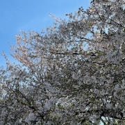 桜咲く日本へ出会いの旅＿⑨＿小学校のクラス会＆新宿御苑