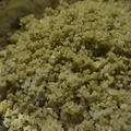 大豆と黒豆の味噌（７分つき米麹）作り