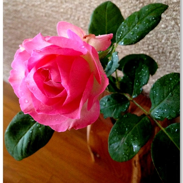 薔薇一輪 今年最後の薔薇を飾る By ｉｖｙおじさんさん レシピブログ 料理ブログのレシピ満載