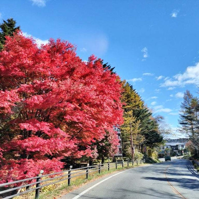 紅葉狩り日帰りドライブ。草津側から志賀草津高原ルート編