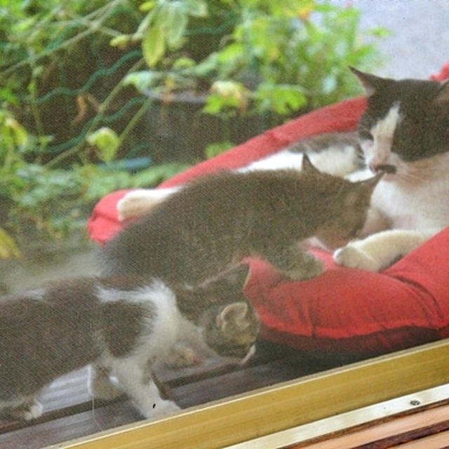 仔猫物語?　親子夢の競演?