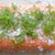 ★recipe★　`Quick´ Gravet Laks（クイックサーモンマリネ）