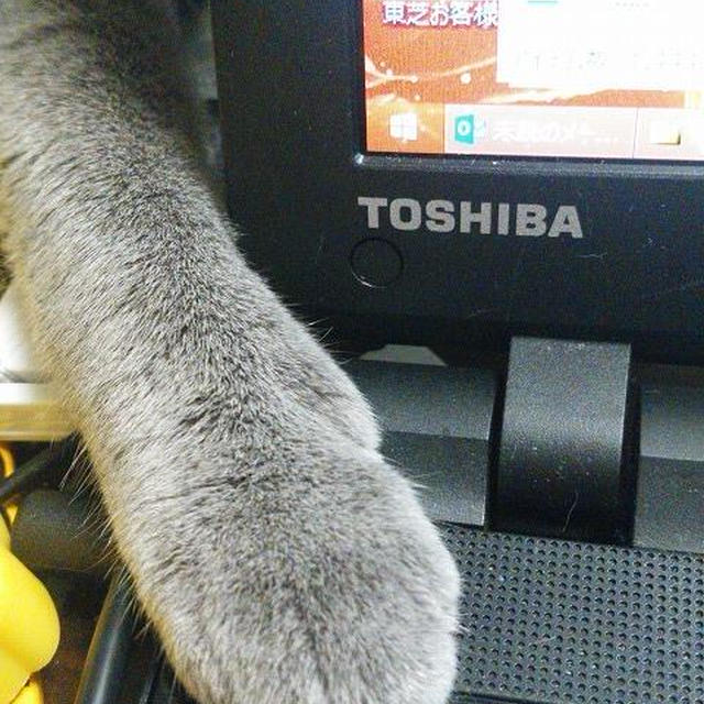 【小梅・さくら通信】おじゃまむしの発生...