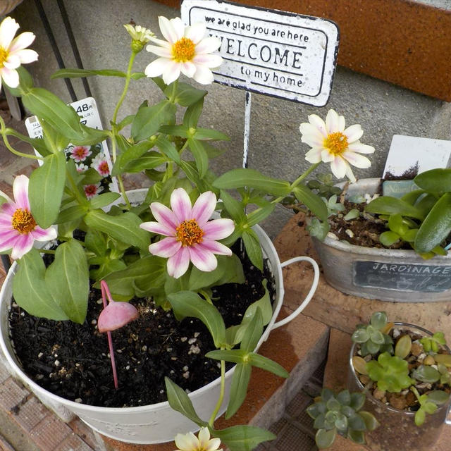 秋植えジニア プロフュージョンとナデシコ