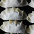 餃子の話　 about "Gyoza"