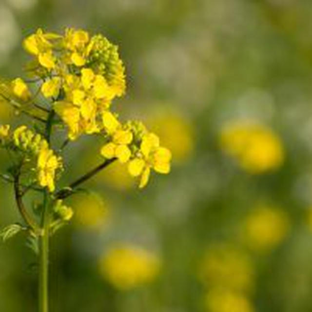 美肌・貧血・風邪予防に！「菜の花とあさりの白ワイン蒸し」で春のアンチエイジング。