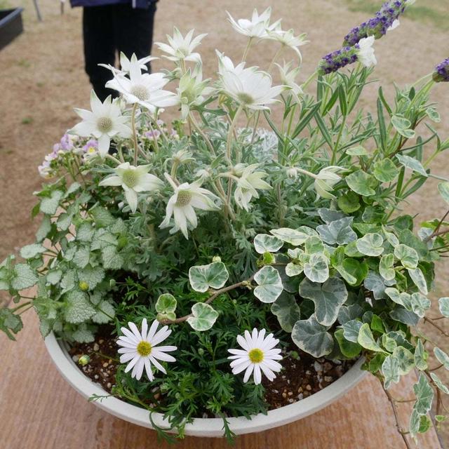 寄せ植え体験参加、最近撮った写真#ameba写真部