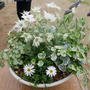 寄せ植え体験参加、最近撮った写真#ameba写真部