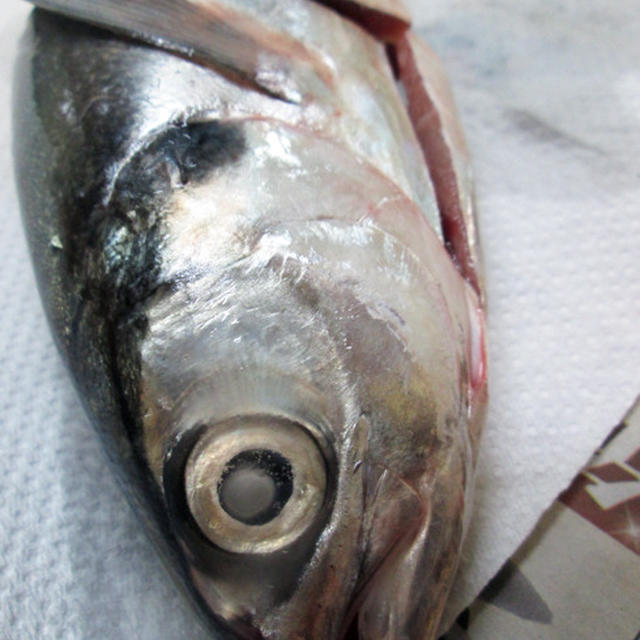 台湾の魚【鉄の甲羅の魚】の正体は？？　料理は○○○○とあわせるのが定番！！