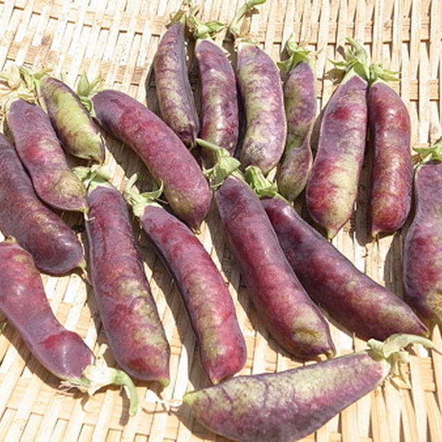 ツタンカーメンの豆 紫えんどう 栽培 種からの育て方と調理方法 By 根岸農園さん レシピブログ 料理ブログのレシピ満載