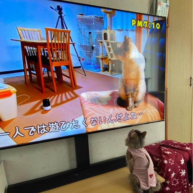 猫動画を見る猫