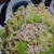 1月13日　　きゃべつと ツナの豆乳スープパスタ