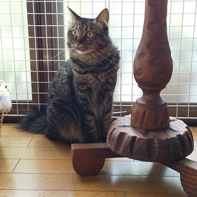 不思議な・・・古い物・・・にゃ♪
