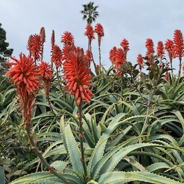 住宅街の多肉植物・サボテン