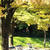 亀田公園の紅葉少し