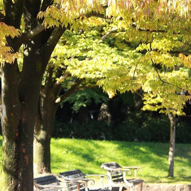 亀田公園の紅葉少し