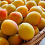 Ume: Japanese Apricot