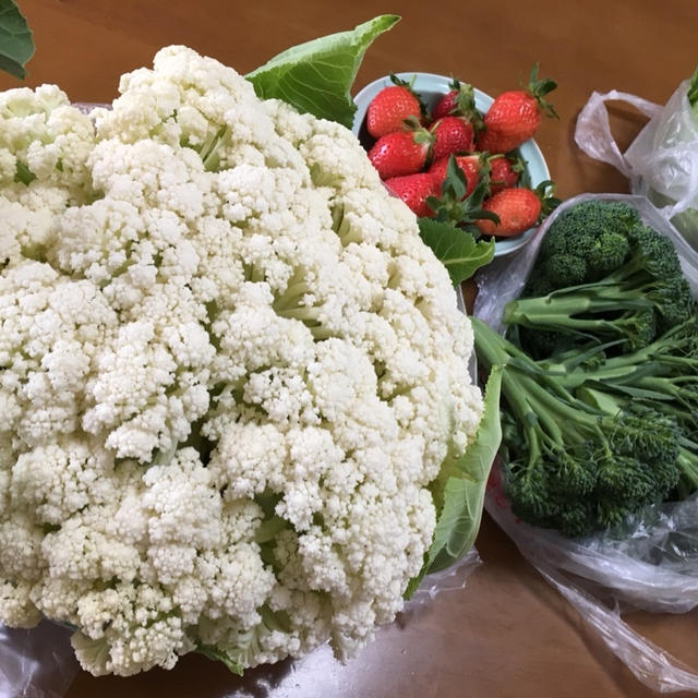 超巨大なスティックカリフラワーのカリフローレを初収穫♪