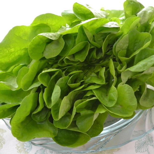 オランダ生まれの新レタス「サラノバ」