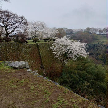春高楼の花の宴（大分県竹田市岡城跡）〜後編〜