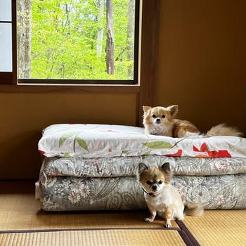 和室と犬