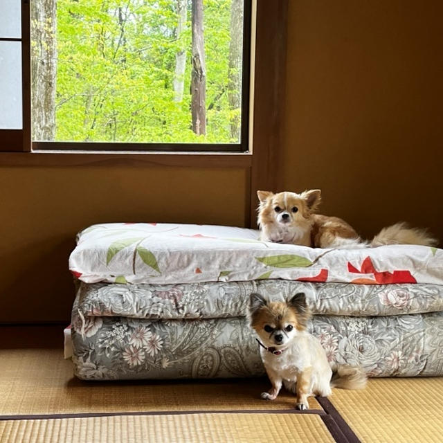和室と犬