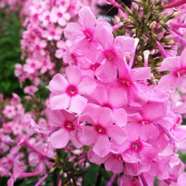 Myファーム花便り【満開のフロックス・ミソハギ・除虫菊・他　玄関先の花など。】