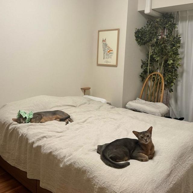 猫の毛対策でベッドにカバーをしたら、心地よいみたい