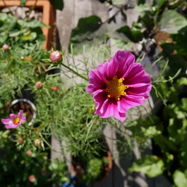 青いはずの、、、コスモスの花