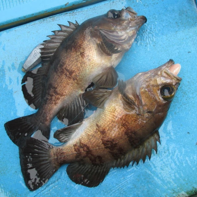 【告知】６月の旨魚仕立て２題