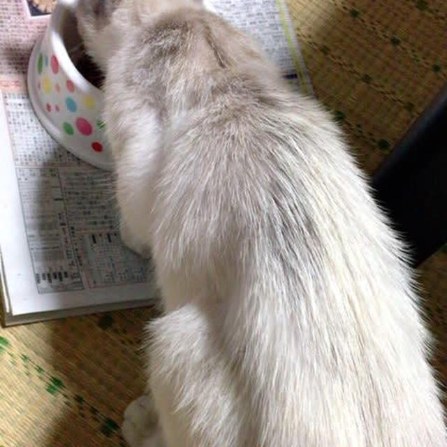白雪の移住計画？①