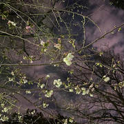 夜のお散歩「桜がほんの少し咲き始めましたよ♪」