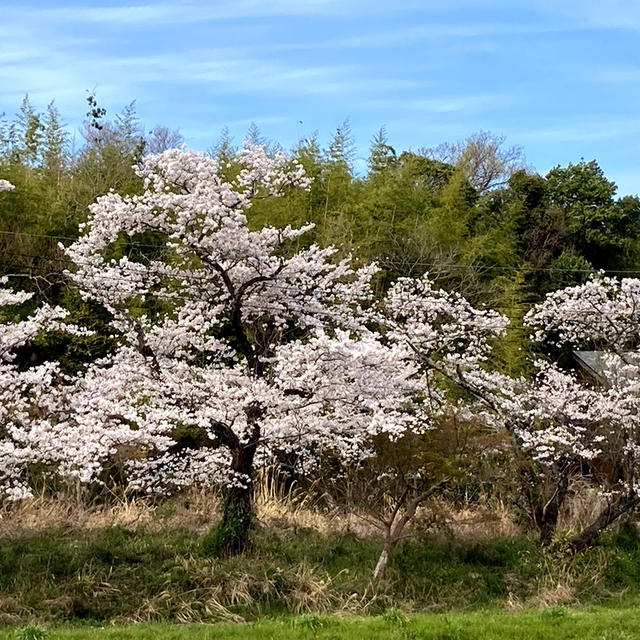 お花見して来た