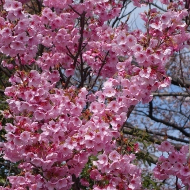 志木親水公園桜祭りの桜（2017/4/2）