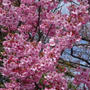 志木親水公園桜祭りの桜（2017/4/2）